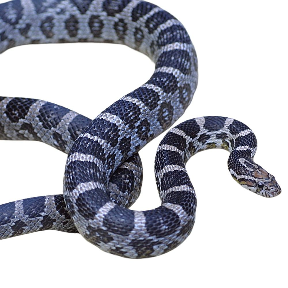 CB25 Anery Corn Snake