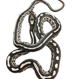 CB25 Anery Tessera Corn Snake