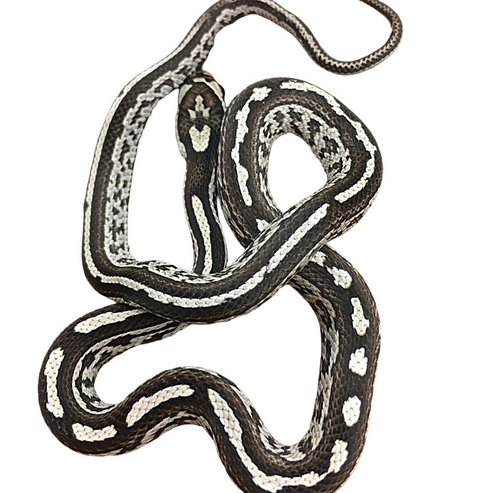 CB25 Anery Tessera Corn Snake