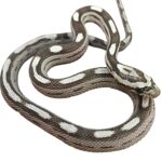 CB25 Anery Motley Corn Snake