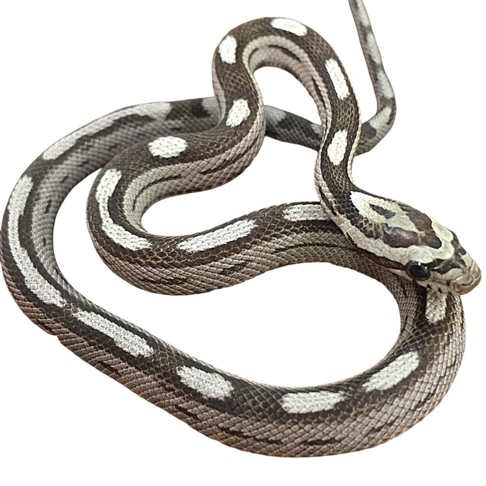 CB25 Anery Motley Corn Snake