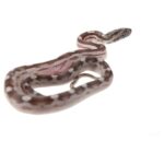CB26 Anery Motley Corn Snake