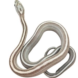 CB25 Anery Stripe Corn Snake