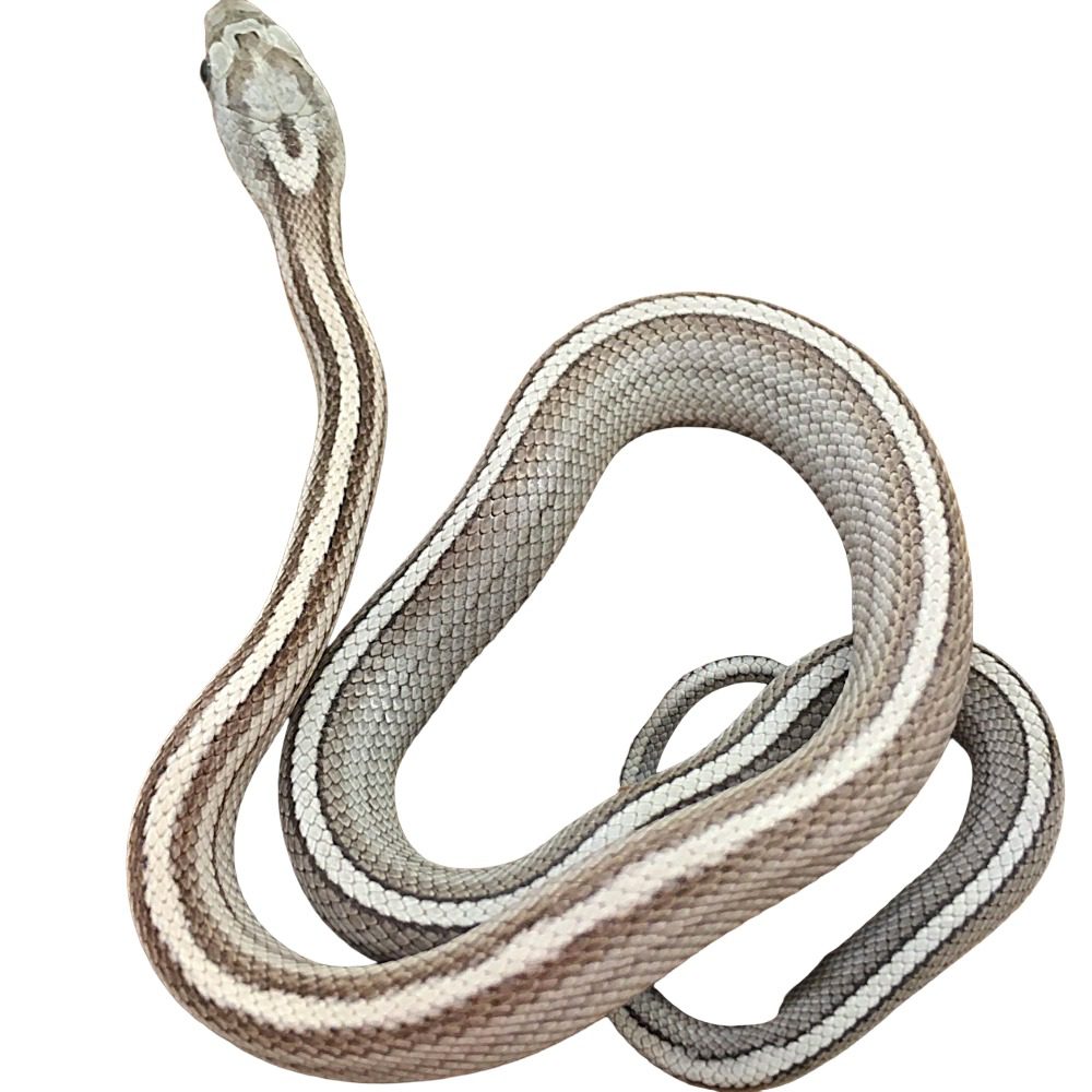 CB25 Anery Stripe Corn Snake