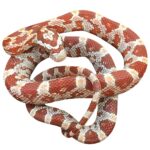 CB25 Ultra Corn Snake