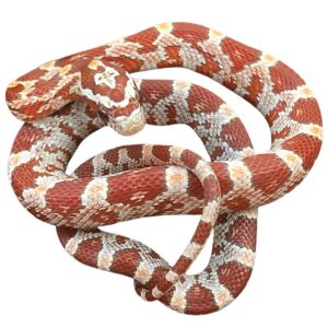 CB25 Ultra Corn Snake
