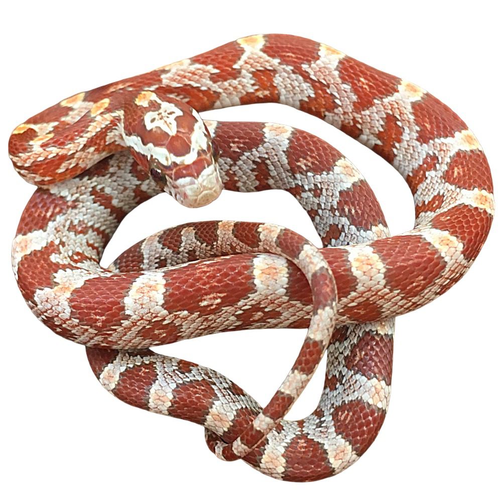 CB25 Ultra Corn Snake