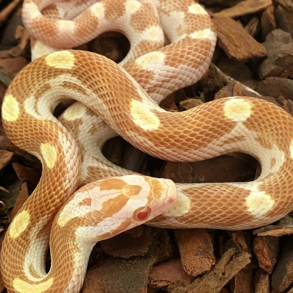 CB24 Butter Motley Corn Snake