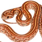 CB25 Tessera Corn Snake