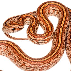 CB25 Tessera Corn Snake