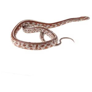 CB25 Tessera Corn Snake