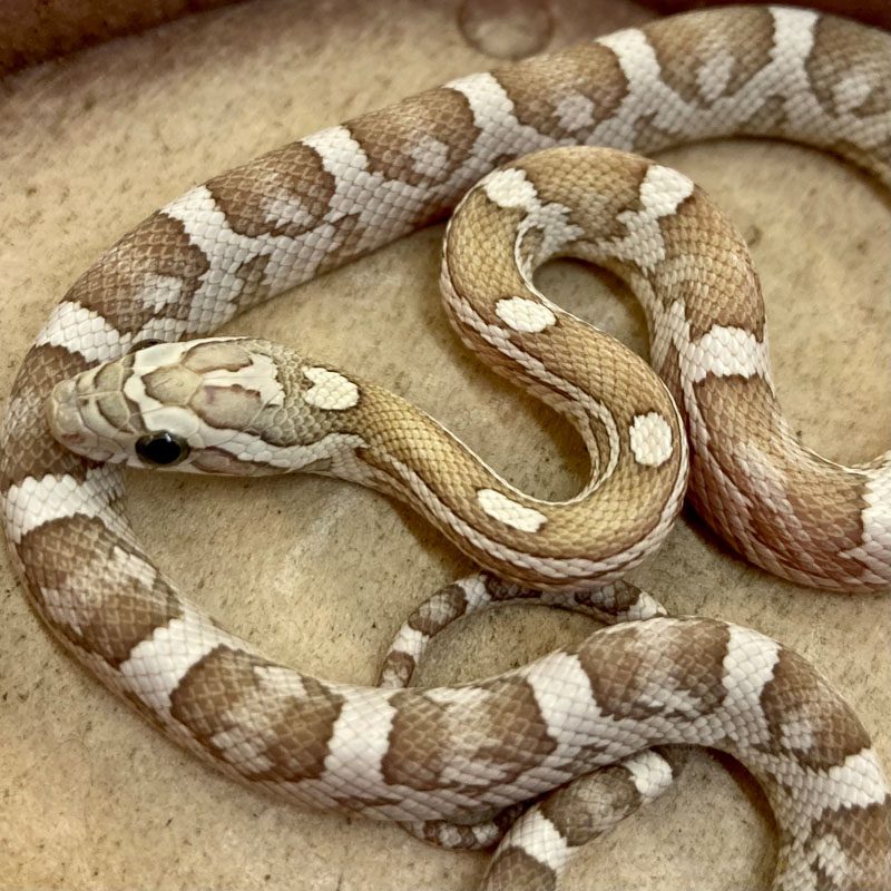 CB24 Amber Kastanie Corn Snake