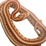 CB25 Amel Tessera Corn Snake