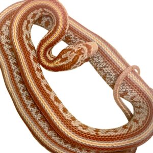 CB25 Amel Tessera Corn Snake