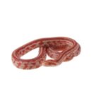 CB25 Amel Tessera Corn Snake
