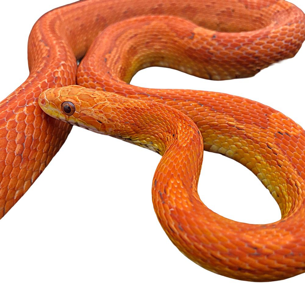 CB25 Lava Corn Snake