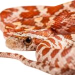 CB25 Hypo Corn Snake