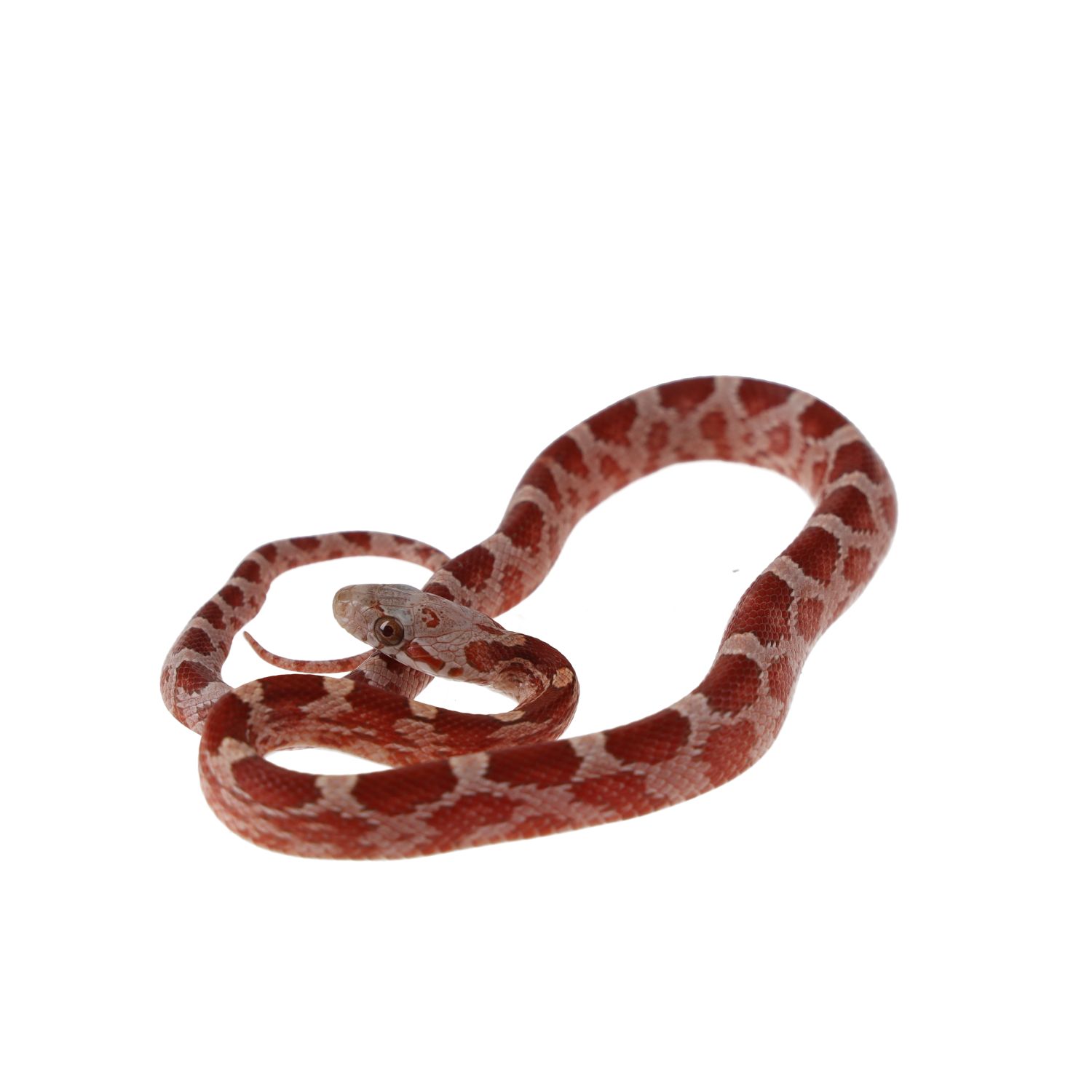 CB25 Hypo Corn Snake