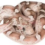 CB25 Granite Corn Snake