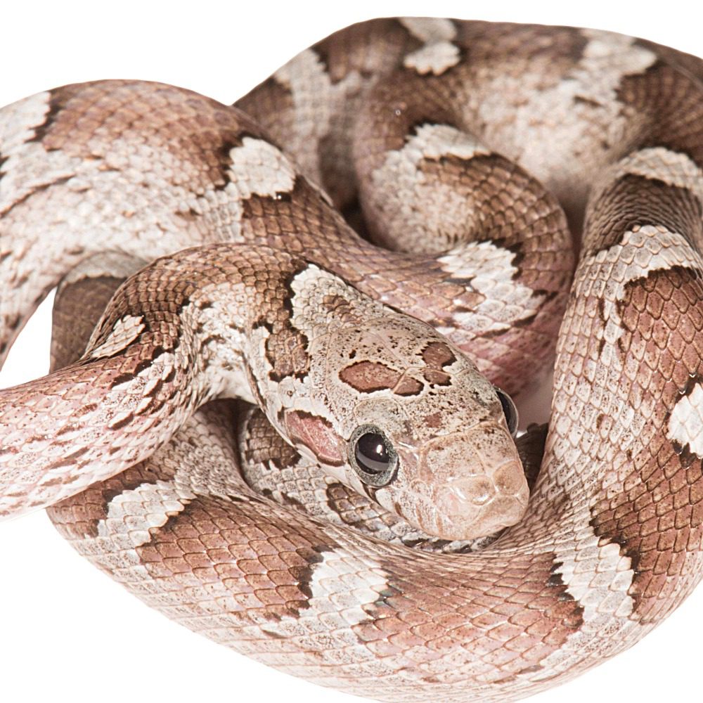 CB25 Granite Corn Snake