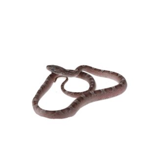 CB25 Granite Corn Snake