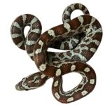 CB25 Miami Corn Snake