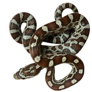 CB25 Miami Corn Snake