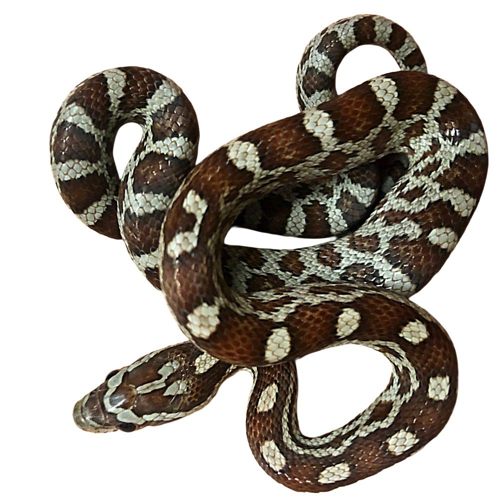 CB25 Miami Corn Snake