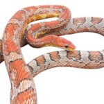 CB25 Kastanie Corn Snake