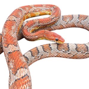 CB25 Kastanie Corn Snake