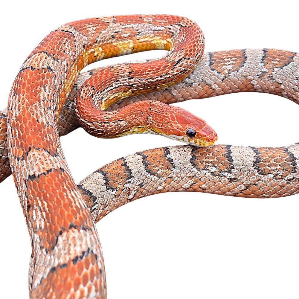 CB25 Kastanie Corn Snake