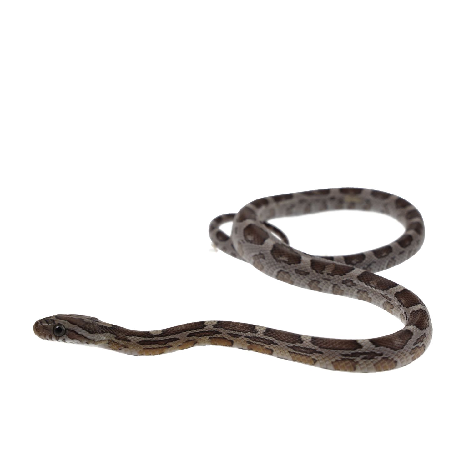 CB25 Kastanie Corn Snake