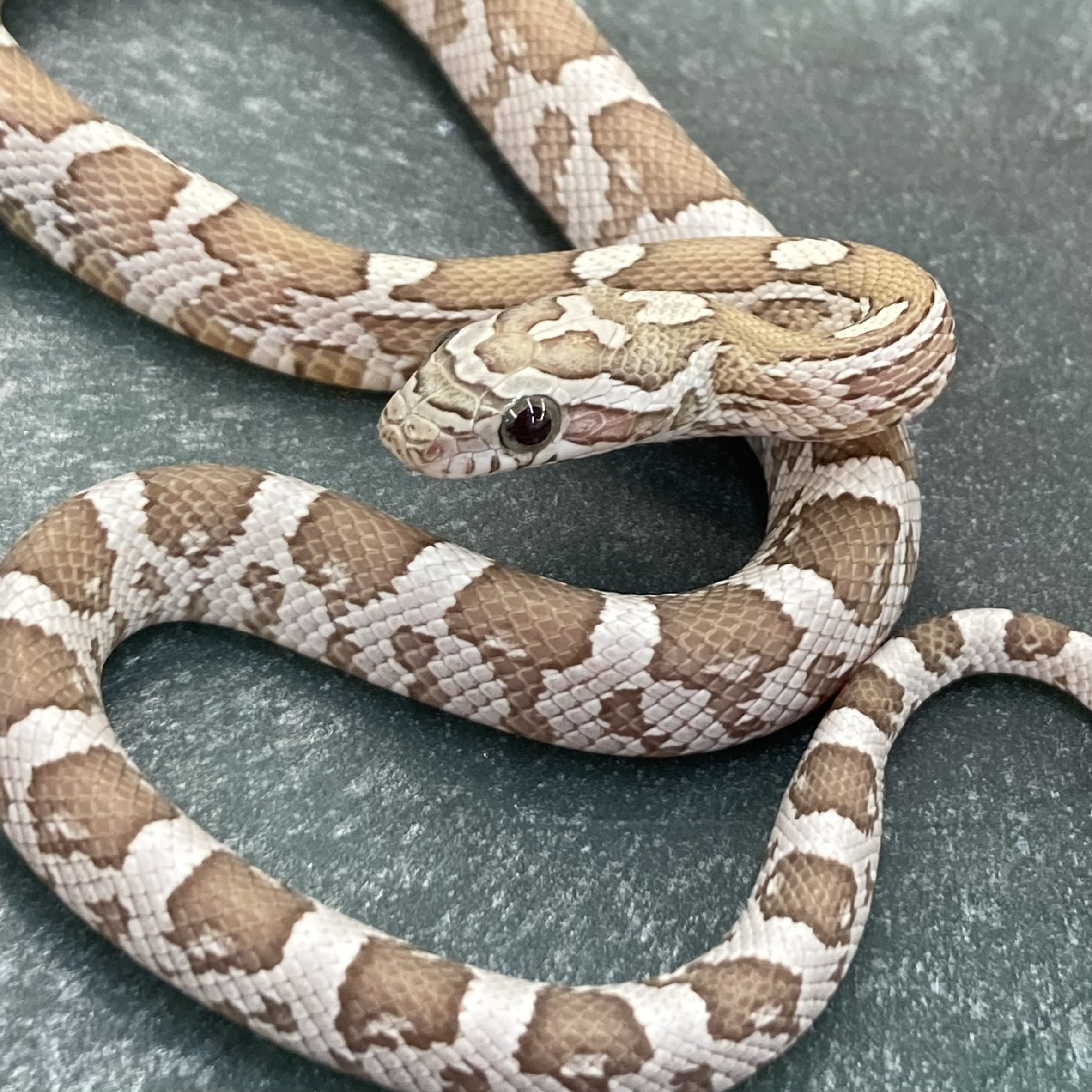 CB25 Hypo Kastanie Corn Snake