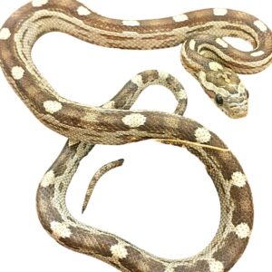 CB25 Motley Kastanie Corn Snake