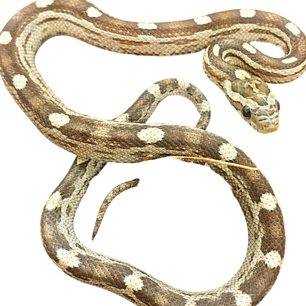 CB25 Motley Kastanie Corn Snake