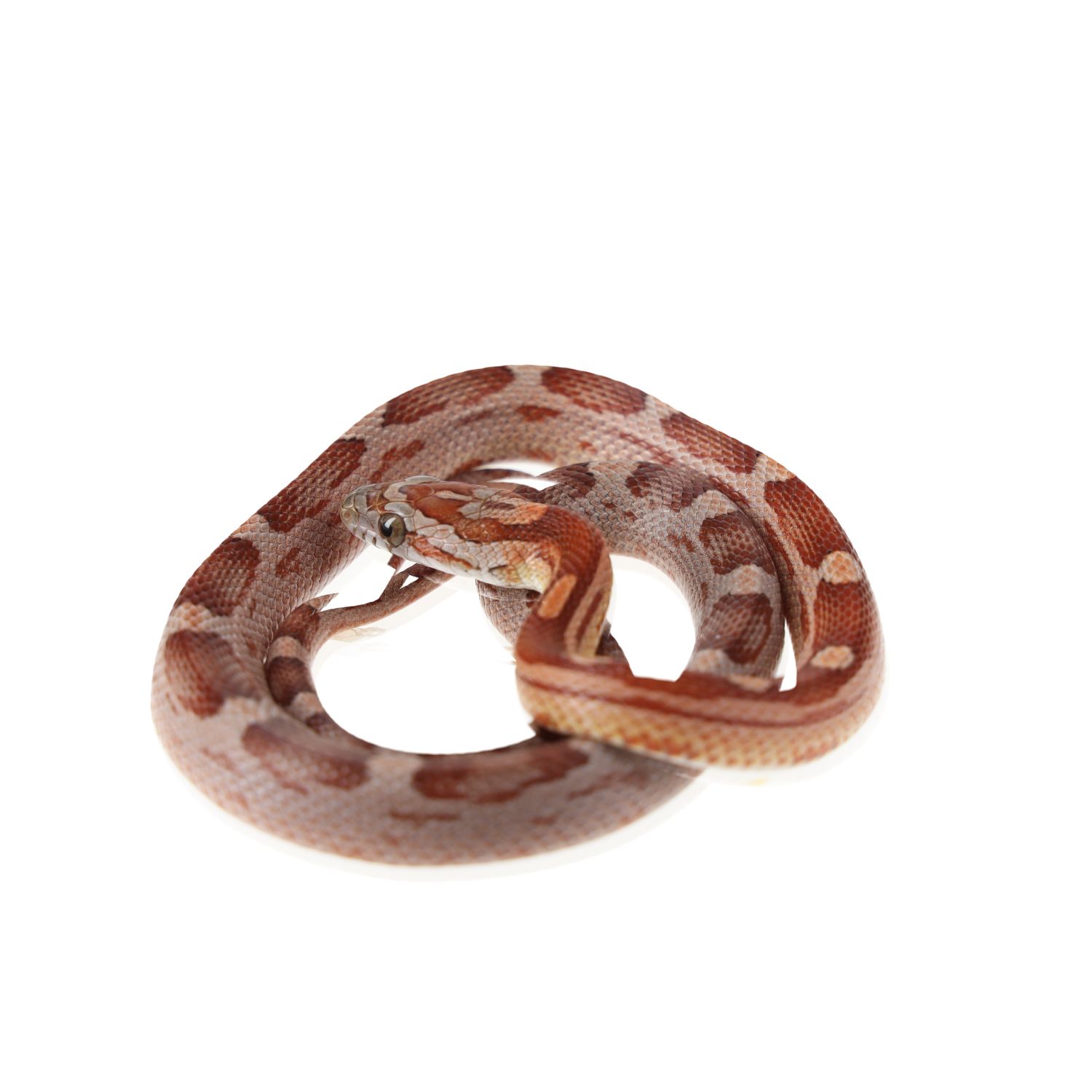 CB25 Motley Kastanie Corn Snake