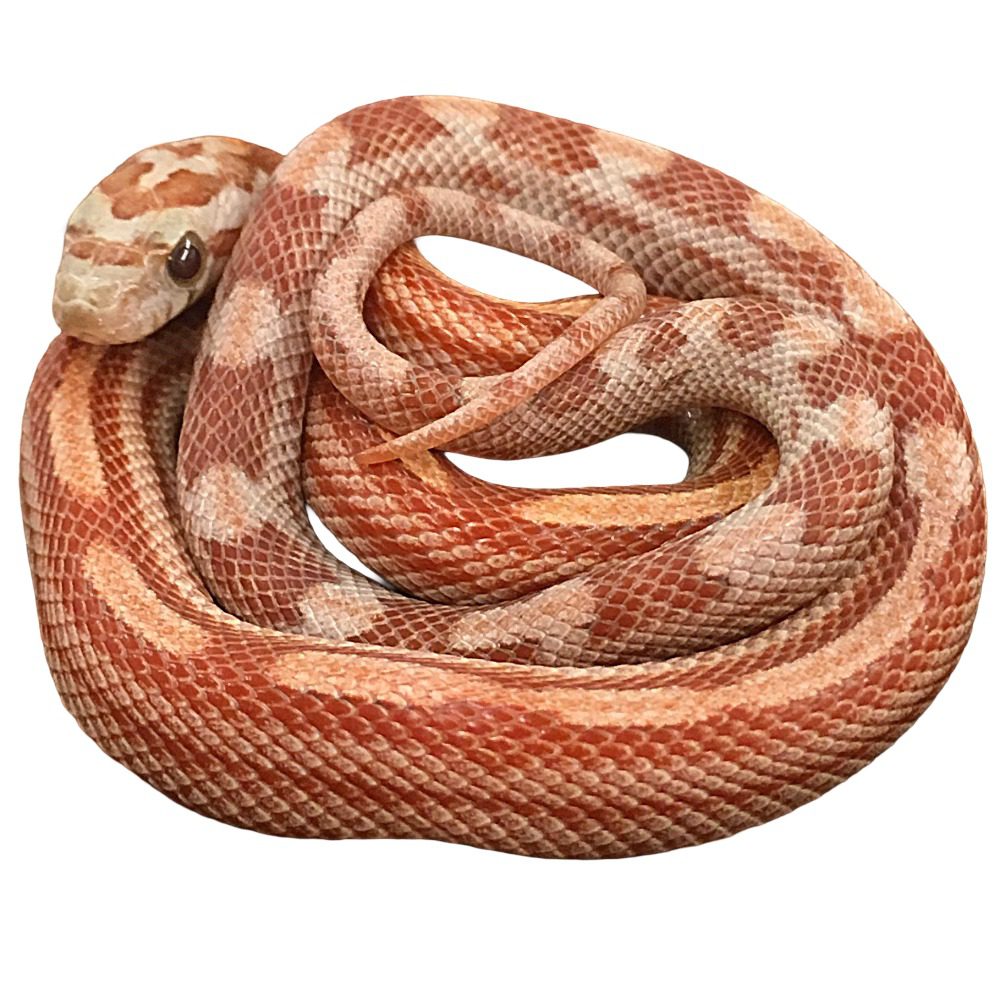 CB25 Ultra Motley Corn Snake