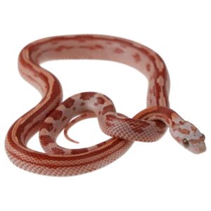 CB25 Ultra Motley Corn Snake