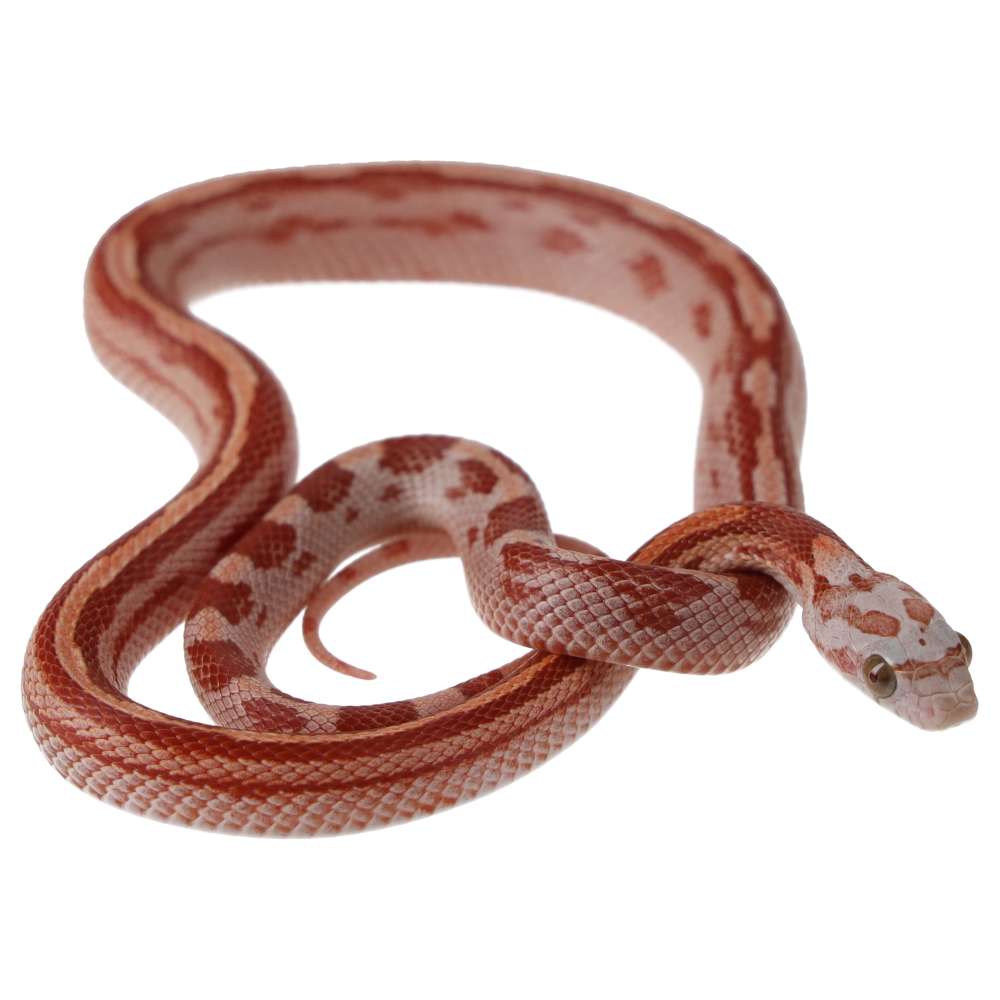 CB25 Ultra Motley Corn Snake