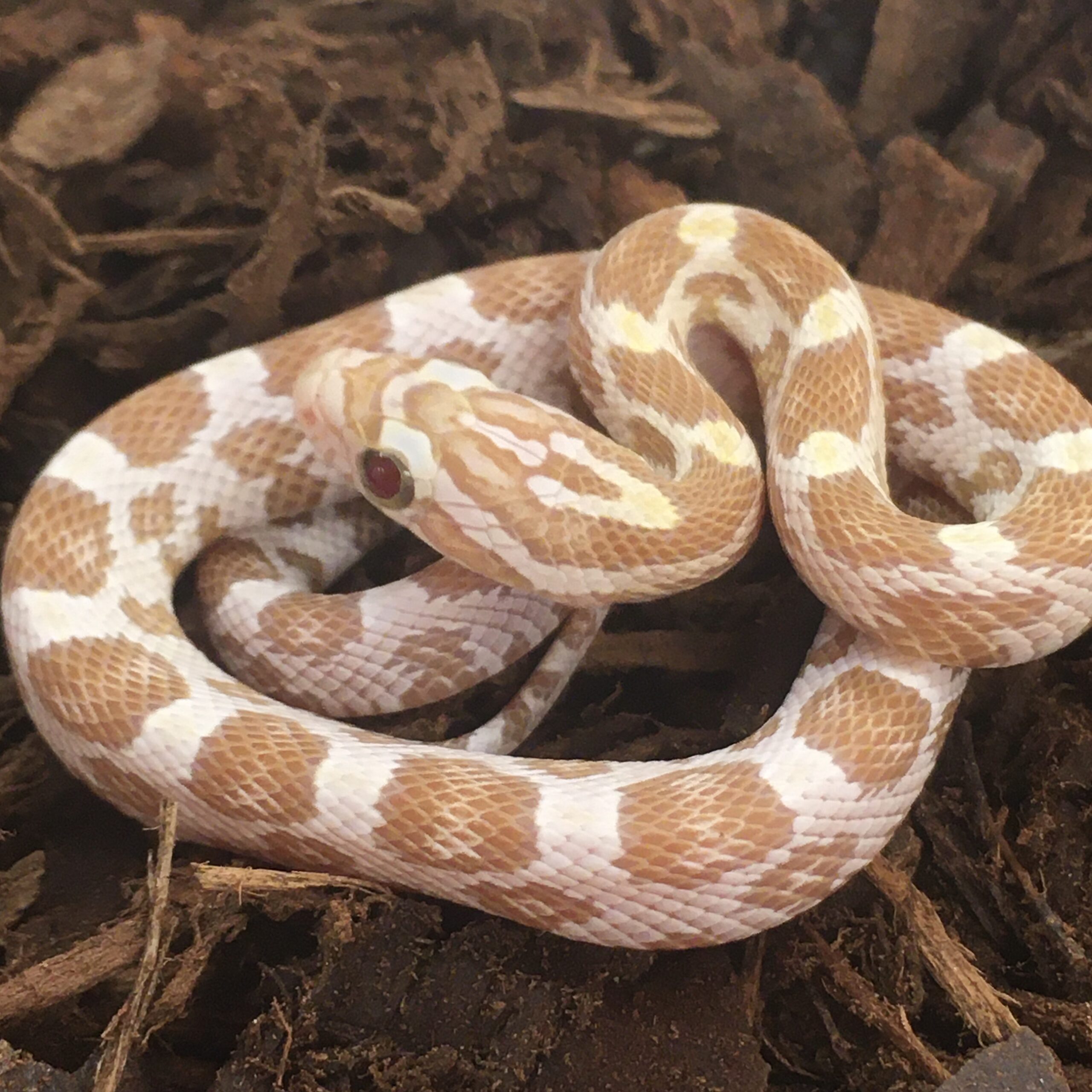 CB25 Gold Dust Corn Snake