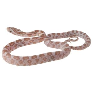 CB25 Gold Dust Corn Snake