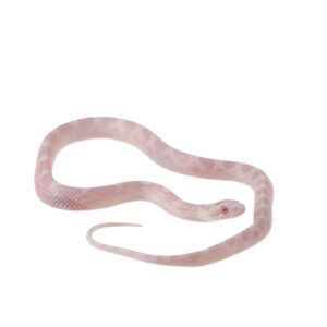 CB25 Avalanche Corn Snake