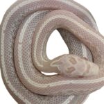 CB25 Avalanche Tessera Corn Snake