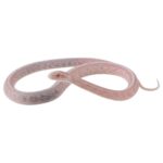 CB25 Avalanche Tessera Corn Snake