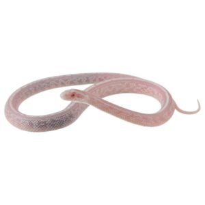 CB25 Avalanche Tessera Corn Snake