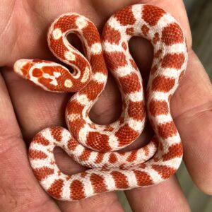 CB25 Candy Cane Corn Snake