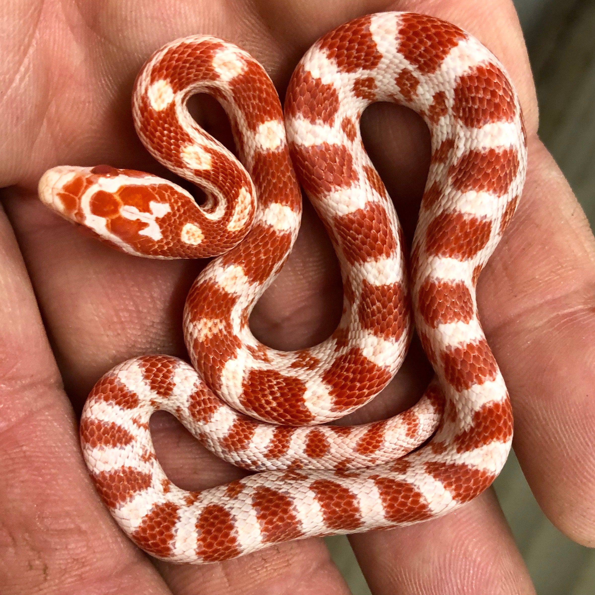 CB25 Candy Cane Corn Snake