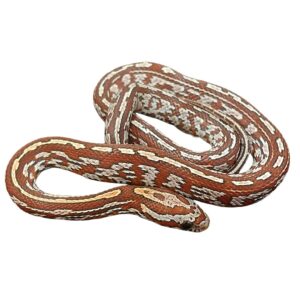 CB25Hypo Tessera Corn Snake