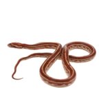 CB25 Hypo Tessera Corn Snake
