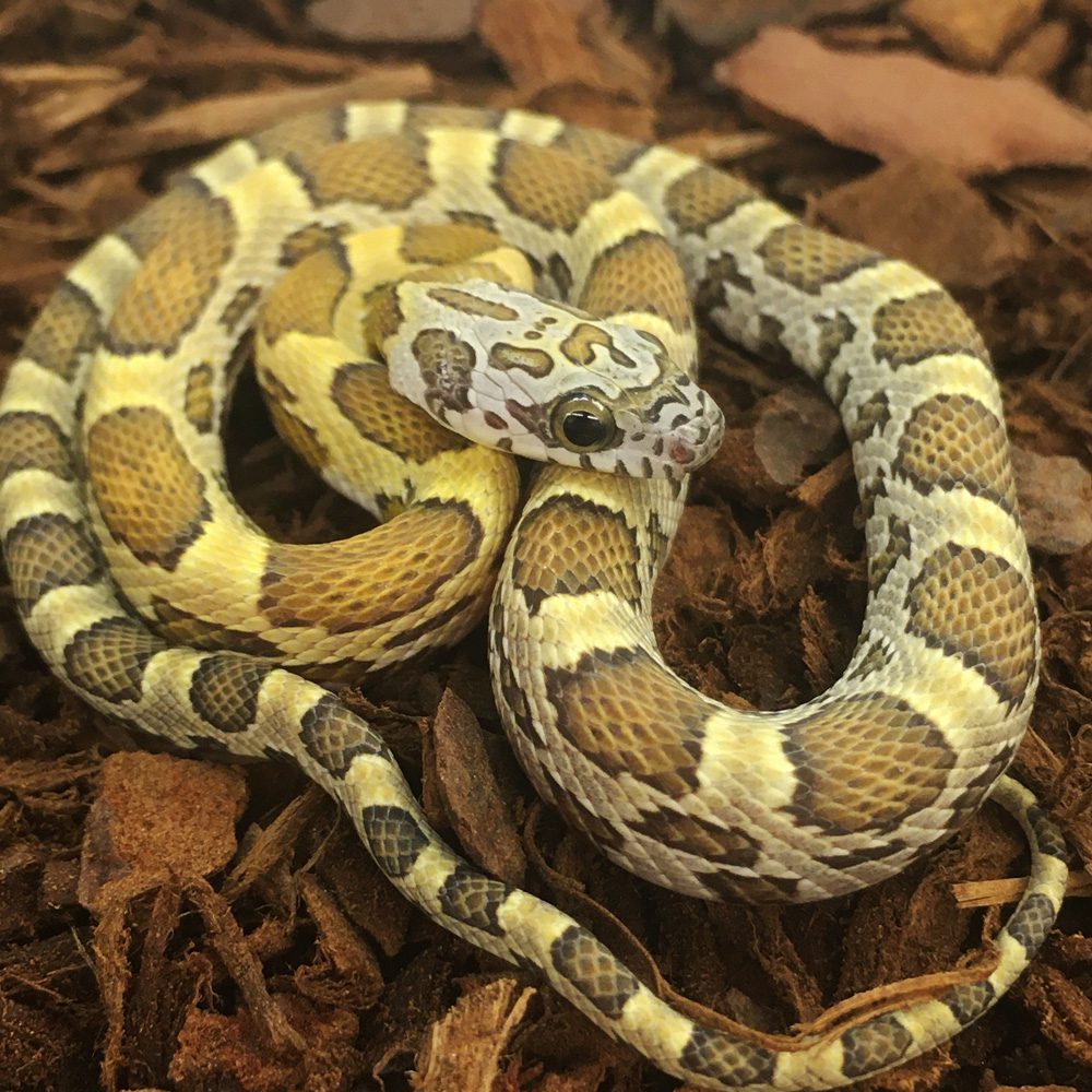 CB24 Honey Corn Snake